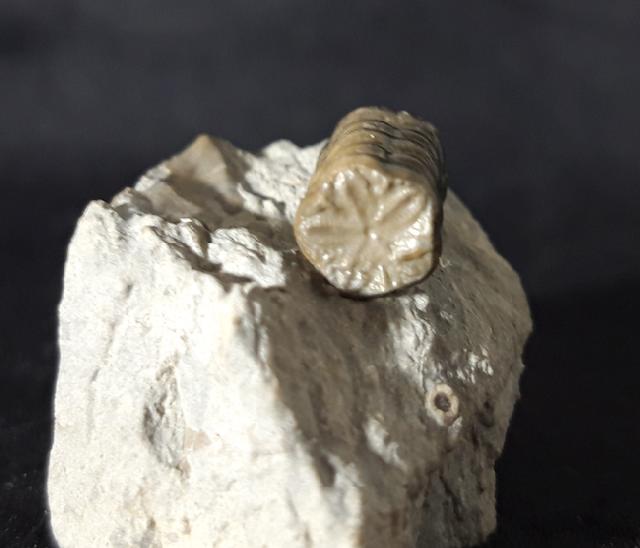 Balanocrinus subsulcatus (MNSTER in GOLDFUSS 1831) - Bild © FossNet FossilienStore